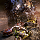 Image for article titled MotorStorm Apocalypse Sees Its End of Days in Japan